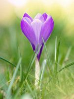 Paarse krokus in het gras