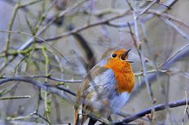 Roodborstje  van Remco Haantjens