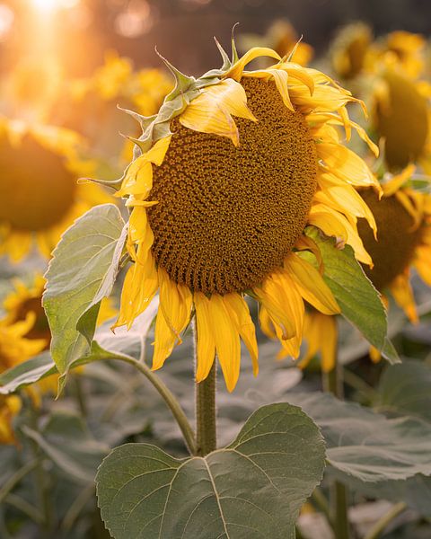 Sunflowers, Helianthus annuus by Alexander Ludwig
