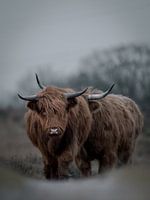 Schotse hooglanders aan de wandel