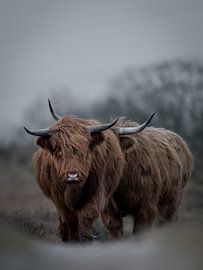 Scottish highlanders on the move by Roy Kreeftenberg
