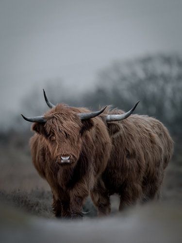 Schotse hooglanders aan de wandel