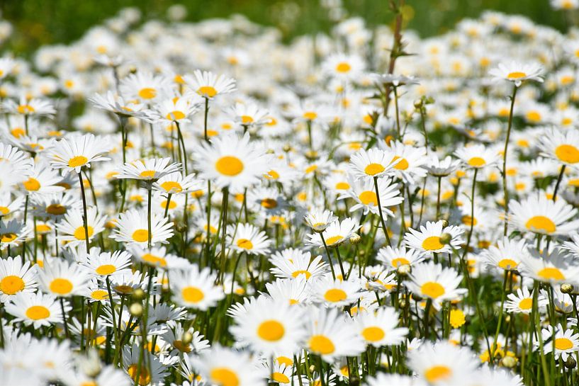 A field of flowering daisies by Claude Laprise