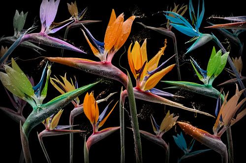Strelitzia pastinaca