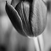 Tulp zwart-wit 1 van fotomeisjeuitbrabant