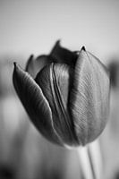 Tulipe noir et blanc 1