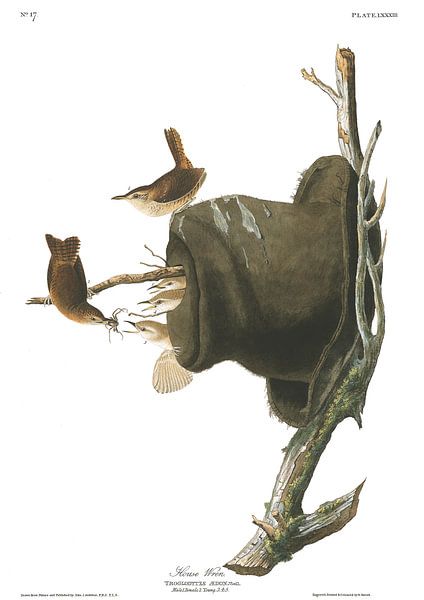 House Wren by Birds of America