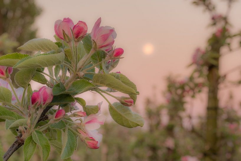 Roze Bloesem by Moetwil en van Dijk - Fotografie