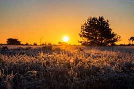 Sonnenaufgang in der Strabrechtse Heide von Carlijn Steenbakkers