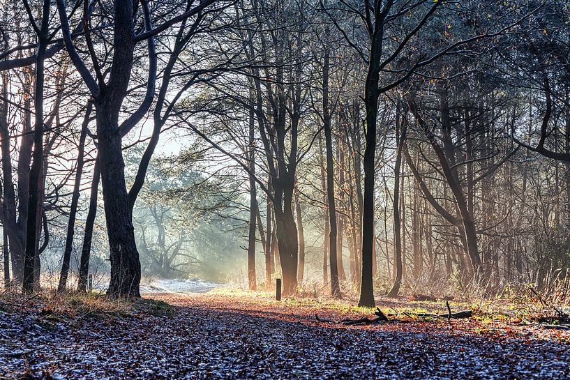 Soft light. by Anneke Hooijer