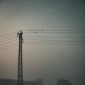 Oiseaux sur la ligne sur Lisa Zet