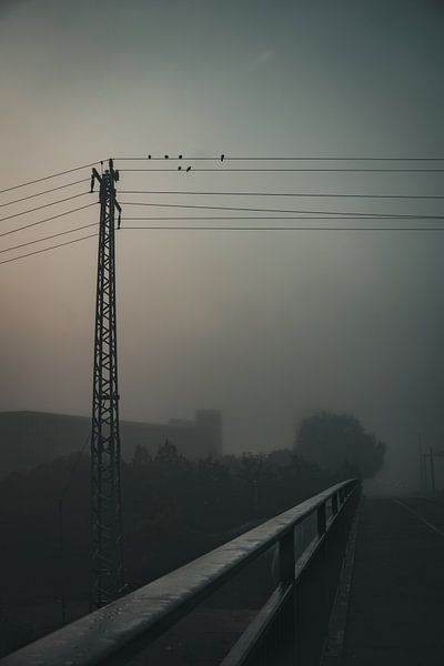 Birds on the line by Lisa Zet