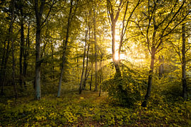 Sunbeam in the autumnal Habichtswald