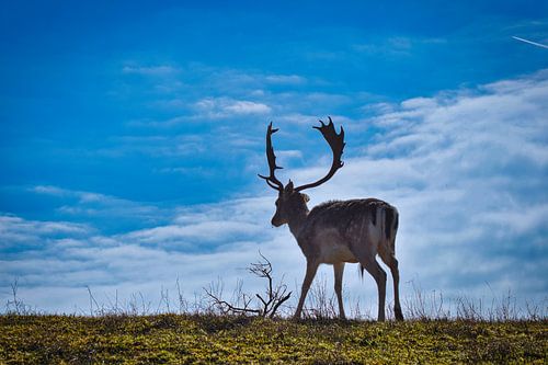 hert in de Amsterdamse Waterleiding duinen.