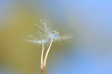 Macrodrogues sur Rinnie Wijnstra