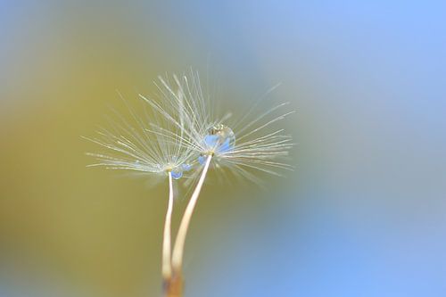 Macrodruppels op pluisje