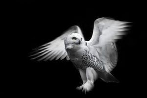Eine rein weiße Polareule, die ihre Flügel in der Dunkelheit (Nachtdunkelheit), isoliert, aber vor e von Michael Semenov