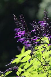 Beautiful Bright Purple Salvia Amistad Flowers