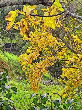 Vijgenboom en Pomengranaat in de herfst van Dorothy Berry-Lound