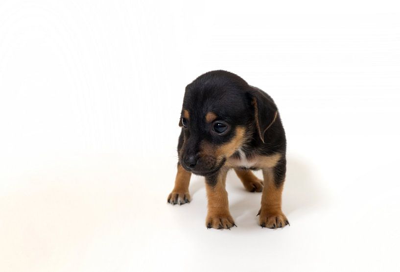 Jack Russel Puppy par Ton van Buuren