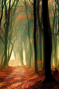 Speulderbos 12 by Deshamer