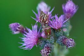 Berry Bug by Karin Jähne