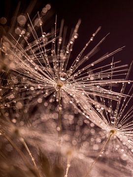 Droplets sparkle in the light by Marjolijn van den Berg