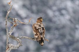 Vivre dans un arbre mort I sur Harry Eggens