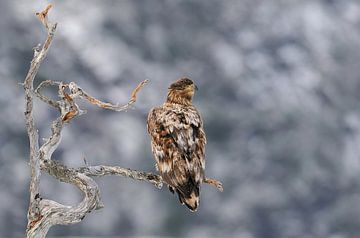 Life in a Dead Tree I by Harry Eggens