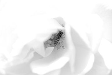Zweefvlieg geland in witte roos Zwartwit van Erwin van Eekhout