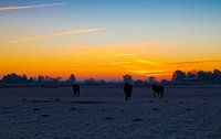 Sunset with horses