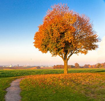 couleurs d'automne sur Jack van der Spoel