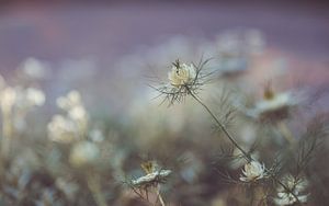 Blumen Teil 155