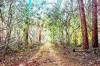 Waldspaziergang