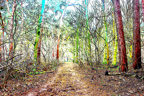 Waldspaziergang