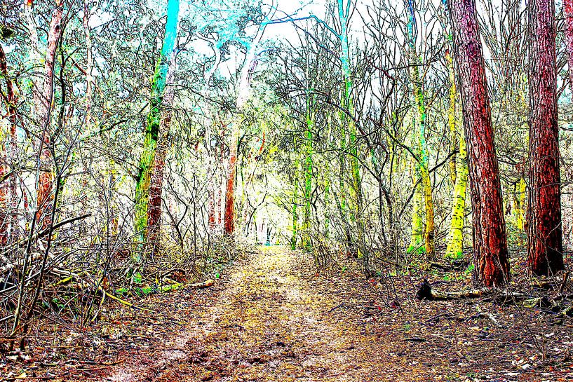 Forest walk by Tim Spendel