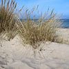 Dunes by Ostsee Bilder