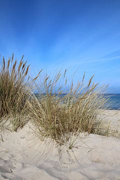 Strandhafer von Ostsee Bilder