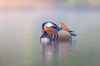 Mandarinente