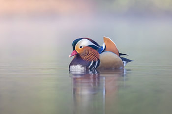 canard à la mandarine