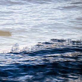 Le canard entre rêve et réalité sur Nicc Koch