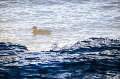 Ente zwischen Traum und Wirklichkeit von Nicc Koch