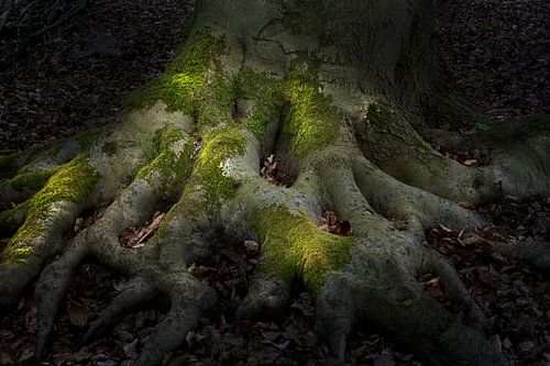 Shadowplay