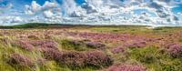 Heide in duin panorama van Fotografie Egmond thumbnail