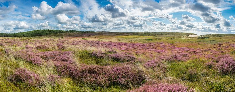 Heide in duin panorama van Fotografie Egmond