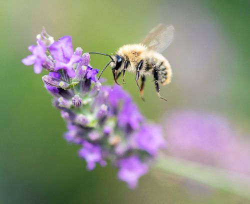 Bee with lavender in France