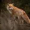Vos in het bos (veluwe) van Frans Roos