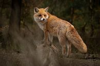 Fuchs im Wald (Veluwe) von Frans Roos Miniaturansicht