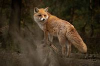 Fox in the woods (Veluwe)