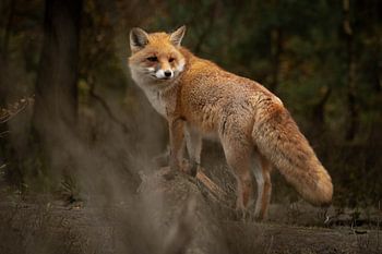 Fuchs im Wald (Veluwe)